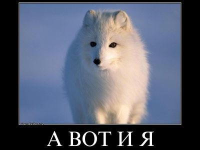 Песец. Демотиватор: demotivation.me